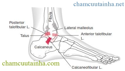 The Ankle and Foot_page13_image5