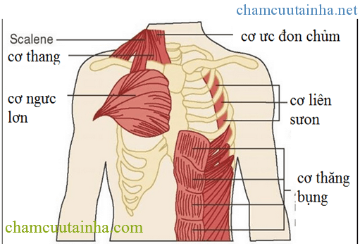 Hệ hô hấp