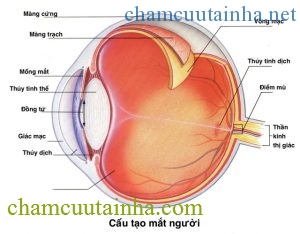 Chuyên gia tư vấn cách chọn kính áp tròng và chuyện cung cấp oxy cho mắt - Ảnh 2.