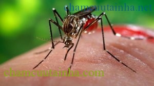 TP.HCM công bố dịch Zika: Chúng ta cần chú ý những gì để phòng tránh? - Ảnh 2.