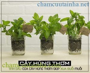 TP.HCM công bố dịch Zika: Chúng ta cần chú ý những gì để phòng tránh? - Ảnh 4.