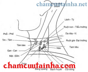 Hình 93: Các điểm chẩn đoán vùng cổ của phương pháp Yamamoto theo chức năng 12 kinh châm cứu của y học cổ truyền phương Đông