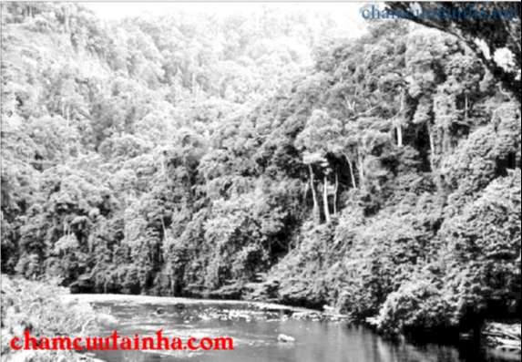Việt Nam có hệ sinh thái rừng phong phú và đa dạng.