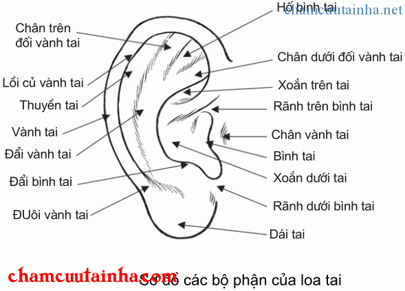 các bộ phận loa tai trong nhĩ châm