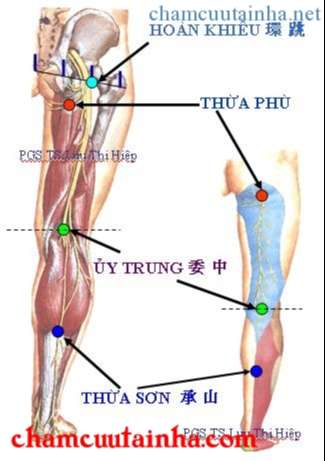 xác định vùng đùi và cẳng chân