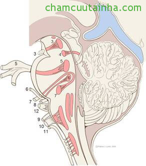 Hình 1: Nhân các dây thần kinh sọ não.