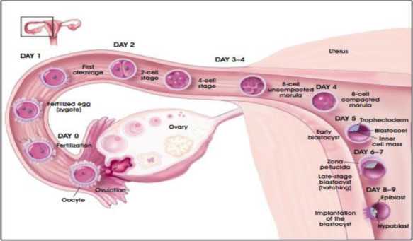 Sự thụ tinh và quá trình di chuyển của trứng thụ tinh vào buồng tử cung